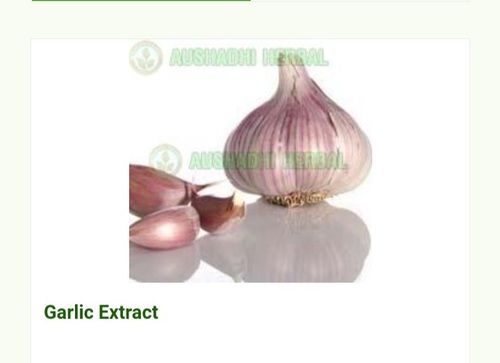 White Hyginically Processed Fresh And Natural Herbal A Grade Garlic Extract