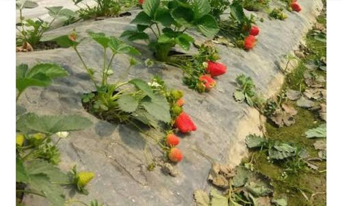 Higher Classification Naturally Fast Growth And Full Sun Exposure Strawberry Plant For Outdoor