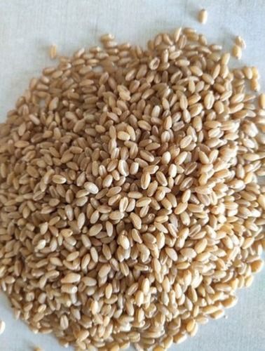 Sun Dried Export Quality Purna Wheat For Human Consumption, Pack Size 30kg, 50kg, 100kg