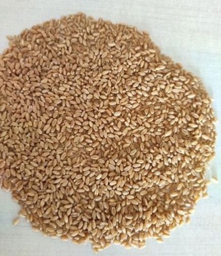Wholesale Price Export Quality Chandrosi Wheat, Pack Size 30kg, 50kg, 100kg