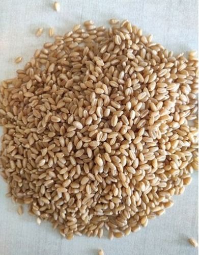 Wholesale Price Export Quality Sharbati Wheat Grain, Pack Size 30kg, 50kg, 100kg