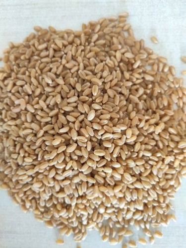 Wholesale Price Export Quality WH 147 Wheat Grain, Pack Size 30kg, 50kg, 100kg