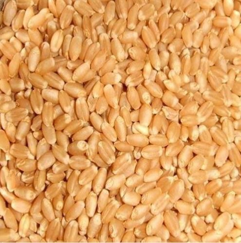 Wholesale Price Sun Dried Export Quality Lokwan Wheat, Pack Size 30kg, 50kg, 100kg
