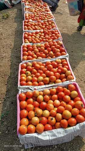 94.4 Percent Moisture Organic Fresh Loose Medium Red Tomatoes Naturally Round In Shape