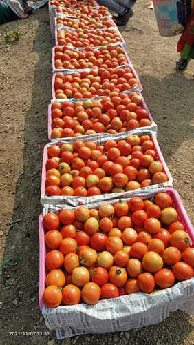 94.4 Percent Moisture Organic Fresh Loose Medium Red Tomatoes Naturally Round In Shape Moisture (%): 94.4%