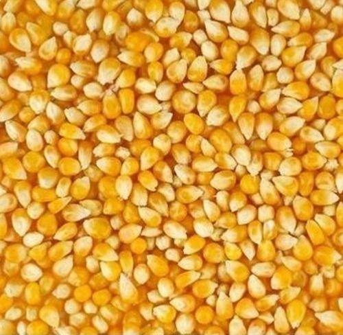 Common Best Price Export Quality Organic Yellow Corn, 5Kg, 10Kg, 25Kg , 50Kg Bag