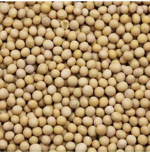 Cooking and Flour Use High Nutritional Value Organic Soybean Seeds
