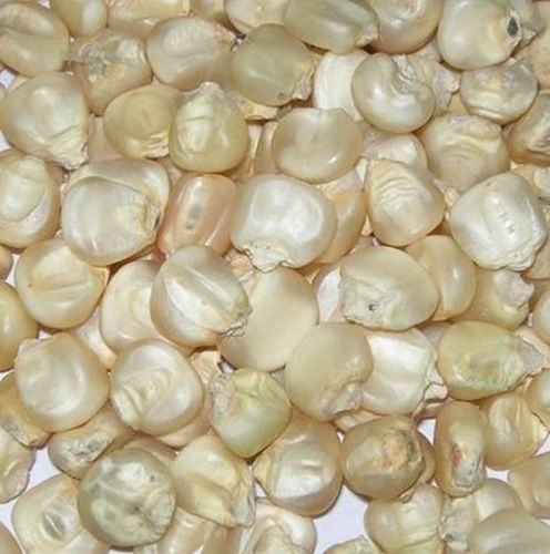 Export Quality Dried And Cleaned Gluten Free White Maize With High Protein, 50 Kg Bag 