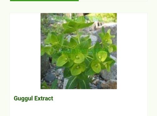 Hyginically Processed Fresh And Natural Herbal A Grade Guggul Extract Shelf Life: 2 Years