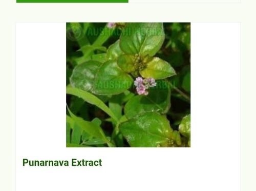 Hyginically Processed Fresh And Natural Herbal A Grade Punarnava Extract