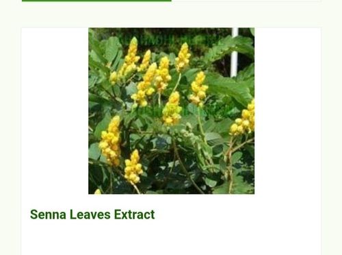 Hyginically Processed Fresh and Natural Herbal A Grade Senna Leaves Extract