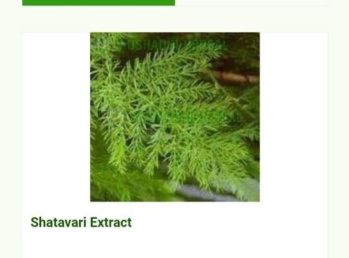 Hyginically Processed Fresh and Natural Herbal A Grade Shatavari Extract