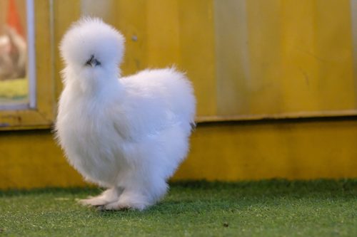 Silky Chicken