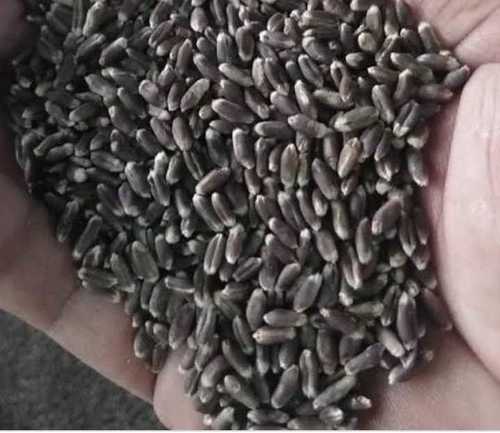 White Wheat Grain Seed