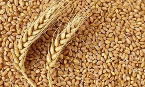 Wholesale Price Export Quality Dried and Cleaned Whole Wheat Grain, 50Kg Bag