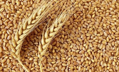 Whitish Wholesale Price Export Quality Dried And Cleaned Whole Wheat Grain, 50Kg Bag