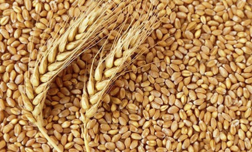 सफेद थोक मूल्य निर्यात गुणवत्ता सूखा और साफ किया हुआ साबुत गेहूं का अनाज, 50 किलो बैग