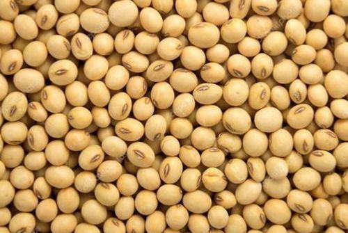 Wholesale Price Export Quality Dried Whole Organic Soybean Seeds For Cooking, 50 Kg Bag