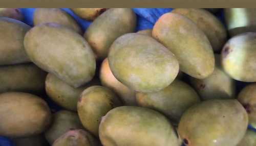 A Grade Kesar Mango, Packaging Size 10 Kg