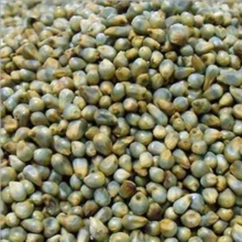 Moisture 14 Percent Non Glutinous Natural Taste Dried Green Millets Seed