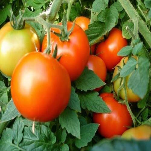 No Preservatives Rich in Vitamin Natural Taste Healthy Red Fresh Tomato