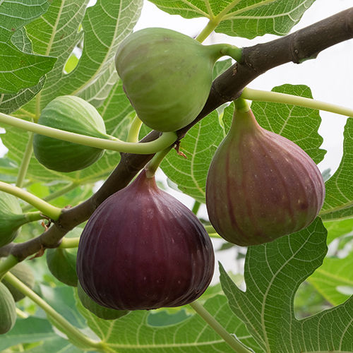 Bore Free Rich Natural Taste Healthy Fresh Fig