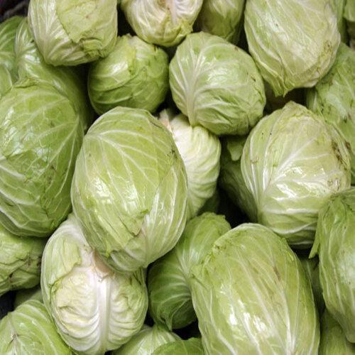 Round & Oval Dietary Fiber 2.5G 10 Percent Healthy Rich Natural Taste Green Organic Fresh Cabbage