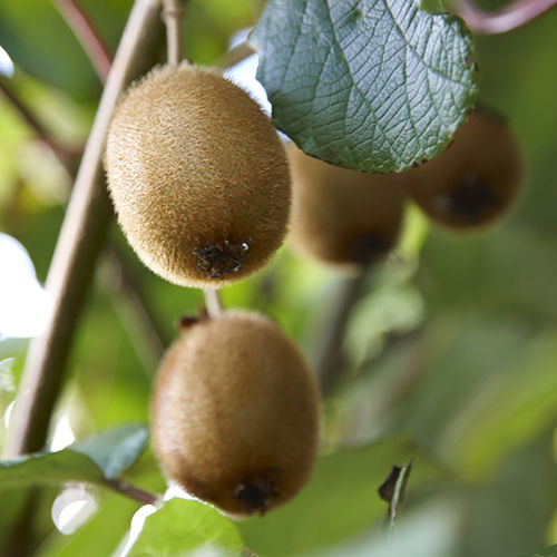 Juicy Delicious Natural Taste Healthy Brown Fresh Kiwi Origin: India