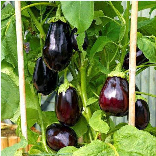 Maturity 100 Percent No Preservatives Rich Natural Taste Healthy Organic Purple Fresh Brinjal