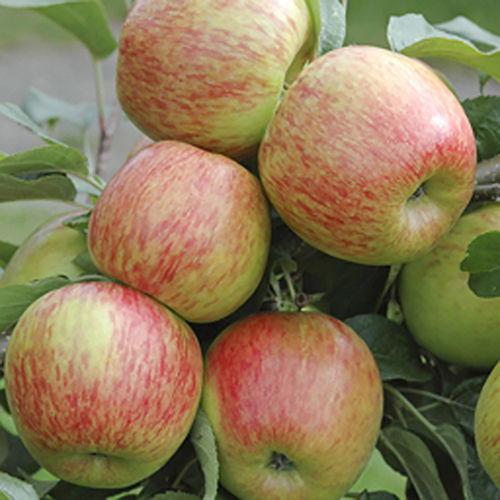 Natural Delicious Rich Taste Healthy Organic Fresh Apple