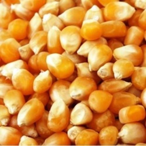 Natural Rich Fine Taste High in Protein Healthy Dried Yellow Corn