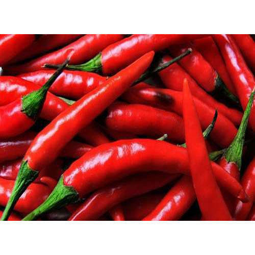 Hygienic Packing Hot Spicy Natural Taste Rich in Color Fresh Red Chilli