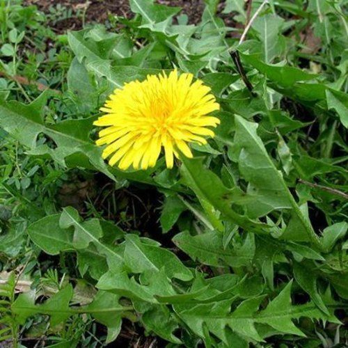 Natural Dandelion Extract Powder