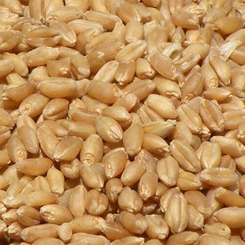 Rich Natural Delicious Taste Healthy Hybrid Brown Wheat Seeds