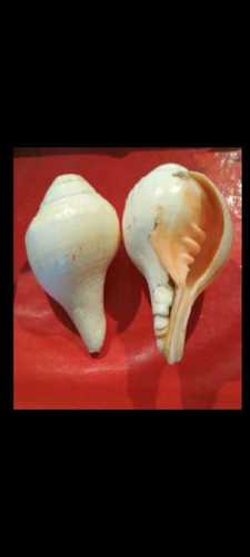 3 And 4 Inch White Blowing Shankh (Conch Shell) For Pooja And Hindu Worship