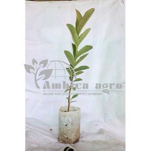 Green 3 To 5 Feet Well Drained Tissue Culture Red Guava Plants Suitable Of Any Climate 