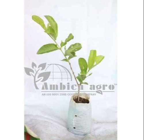 4 to 6 Feet Well Drained Tissue Culture Keshav Guava Plants Suitable for Any Climate 