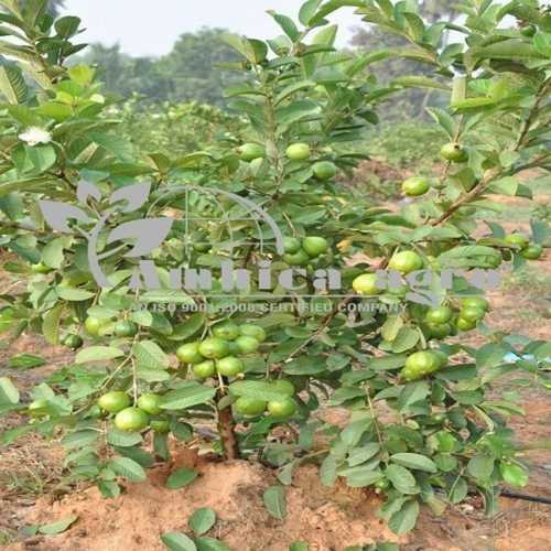 7 to 12 Feet Tissue Culture Red Guava Plants Suitable for Any Climate