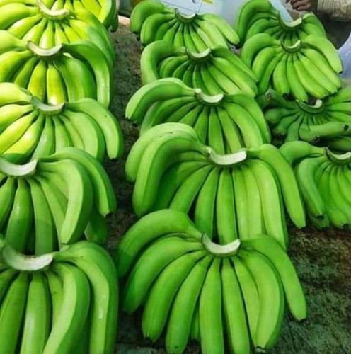Absolutely Delicious Rich Natural Taste Healthy Green Fresh Banana