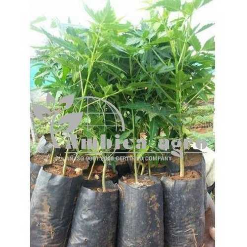 Fast Growth Well Drained Green 3 to 4 Feet Neem Plants Suitable for Any Climate