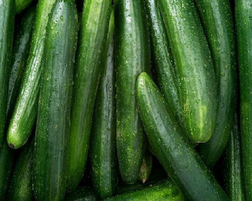 Healthy Natural Rich Taste Green Organic Fresh Cucumber