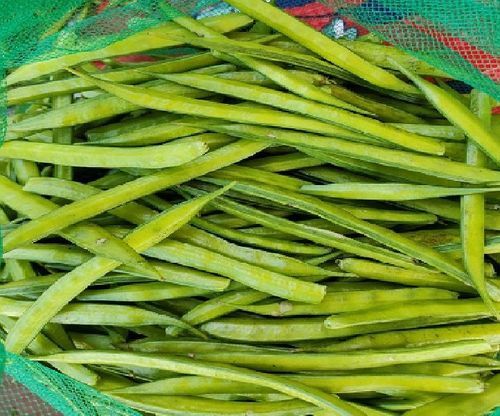 Maturity 100 Percent Healthy Natural Taste Organic Green Fresh Cluster Beans