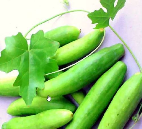 Organic Healthy Rich Natural Taste Green Fresh Ivy Gourd