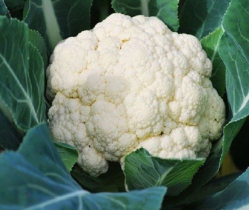 Rich Natural Taste Healthy Organic White and Green Fresh Cauliflower