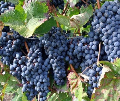 Organic Black Grapes - 6% Vitamin C, 1% Magnesium, 2% Vitamin A | Rich Sweet Flavor, Natural Taste, Safe Packaging, Cool & Dry Storage