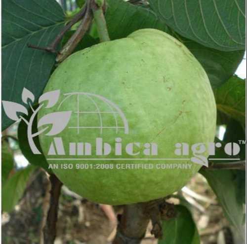 guava plants