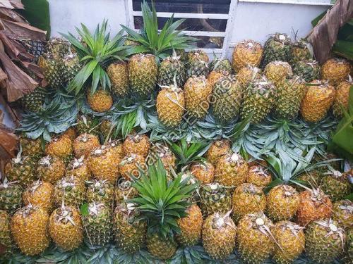 Antioxidants Fine Juicy Delicious Natural Taste Healthy Organic Fresh Pineapple