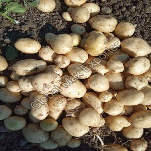 Round & Oval Maturity 100 Percent Rich Natural Delicious Taste Organic Brown Fresh Potato