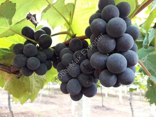 Vitamin C 6 Percent Rich Sweet Delicious Taste Organic Fresh Black Grapes