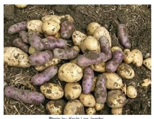 Fresh White Potato Vegetables Seeds With Incredibly Flexible And Can Be Utilized For Baking, Bubbling